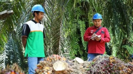 Foto: Ilustrasi aktivitas di perkebunan kelapa sawit. Sumber: Istimewa.
