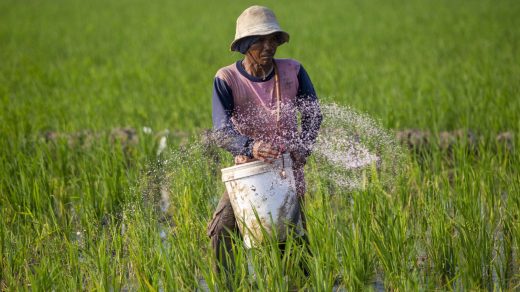 Foto: Ilustrasi petani padi di sawah. Sumber: Istimewa.