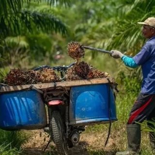 Foto: Ilustrasi pekerja di perkebunan sawit. Sumber: Istimewa.