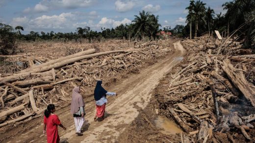Foto: Ribuan kayu gelondongan yang terseret banjir bandang di Sumatra. Sumber: Istimewa.