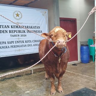 Foto: Seekor Sapi Kurban Bantuan Kemasyarakat Presiden RI, Yang Diterima Di Kota Cimahi. Sumber: Istimewa.